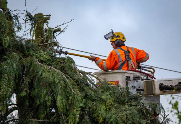 How Our Tree Care Process Works  in  Fairmount, TN