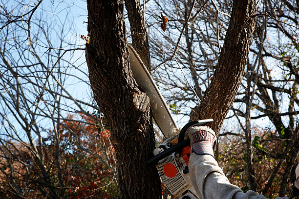 Fairmount, TN Tree Services Company